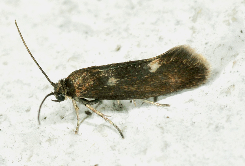 Praydidae - Atemelia torquatella